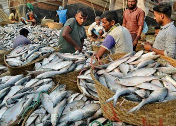পুজোর পর ভারতে ইলিশ রপ্তানি বন্ধ