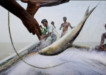 ইলিশ কূটনীতি! প্রথমে না বলেও কেন ভারতে ইলিশ পাঠালো ইউনূস সরকার?