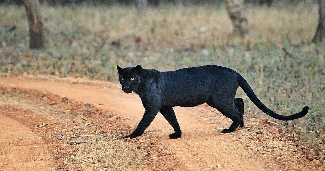 কার্সিয়াংয়ের রাস্তায় দেখা মিলেছে কালো চিতার