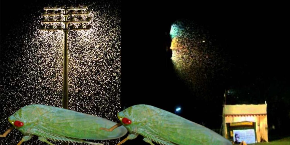 হারিয়ে যাচ্ছে শ্যামাপোকারা! বড়সড় বিপদের আশঙ্কা?