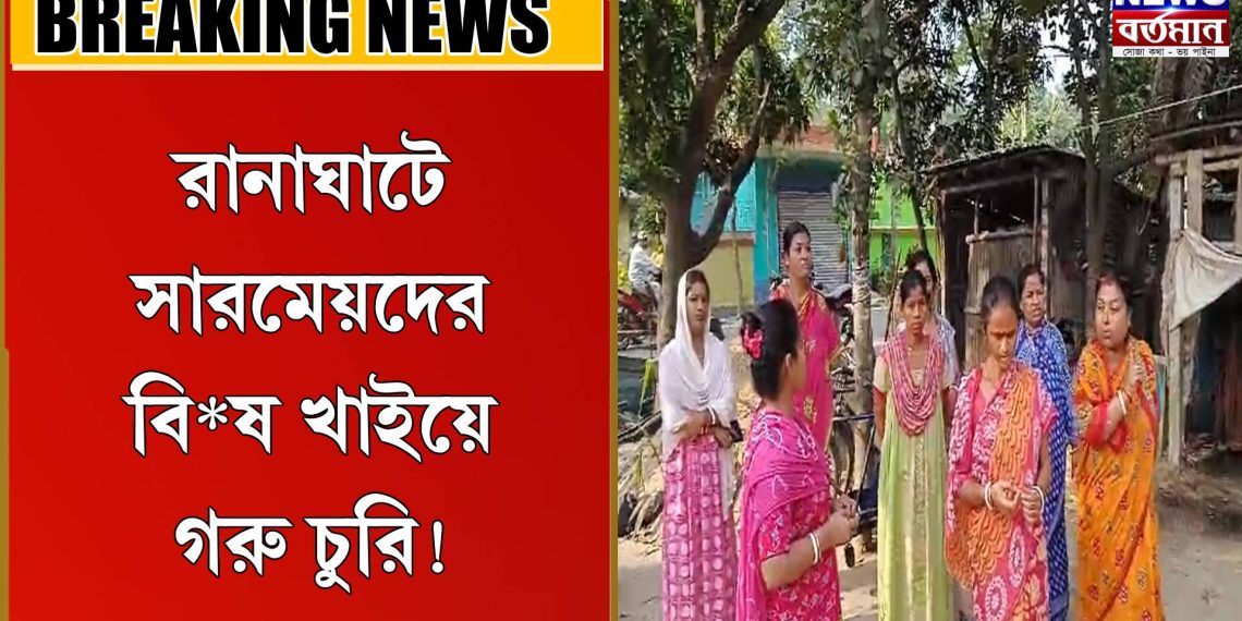 সা*রমে*য়দের বি*ষ খাইয়ে গরু চু*রি!