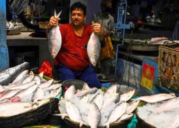 পদ্মার ইলিশ আনতে ঢাকা যাচ্ছেন কলকাতার ব্যবসায়ীরা কলকাতা থেকে চিঠি গেল ইউনূসের দরবারে