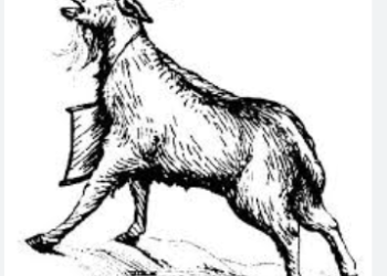 বাংলাদেশের রাজনীতিতে চর্চায় ‘ছাগল’। পিছু ছাড়লো না তারেক রহমানের।